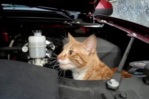 Kočka z oblasti voronezh válcované pod kapotou nákupního auta 500 kilometrů